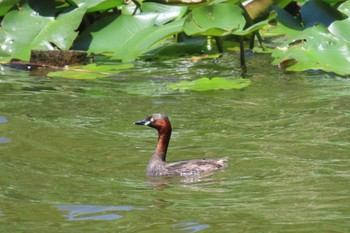 2024年5月11日(土) 都立浮間公園の野鳥観察記録