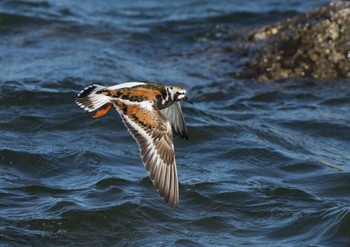 Ruddy Turnstone Tokyo Port Wild Bird Park Fri, 5/10/2024