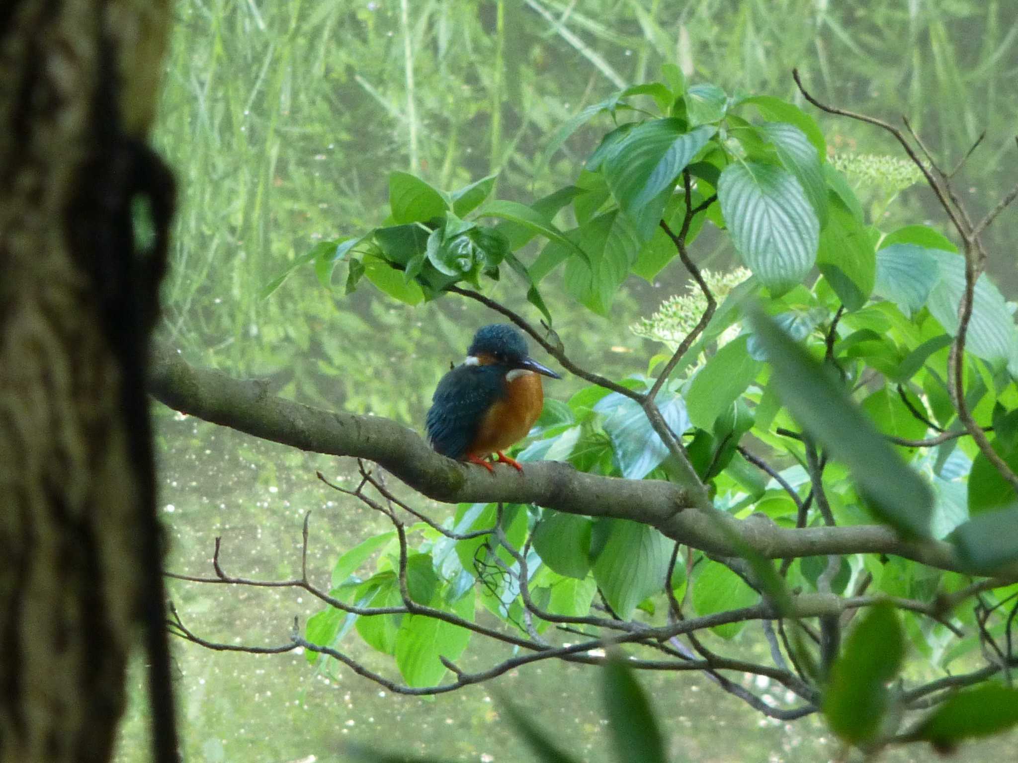 Common Kingfisher