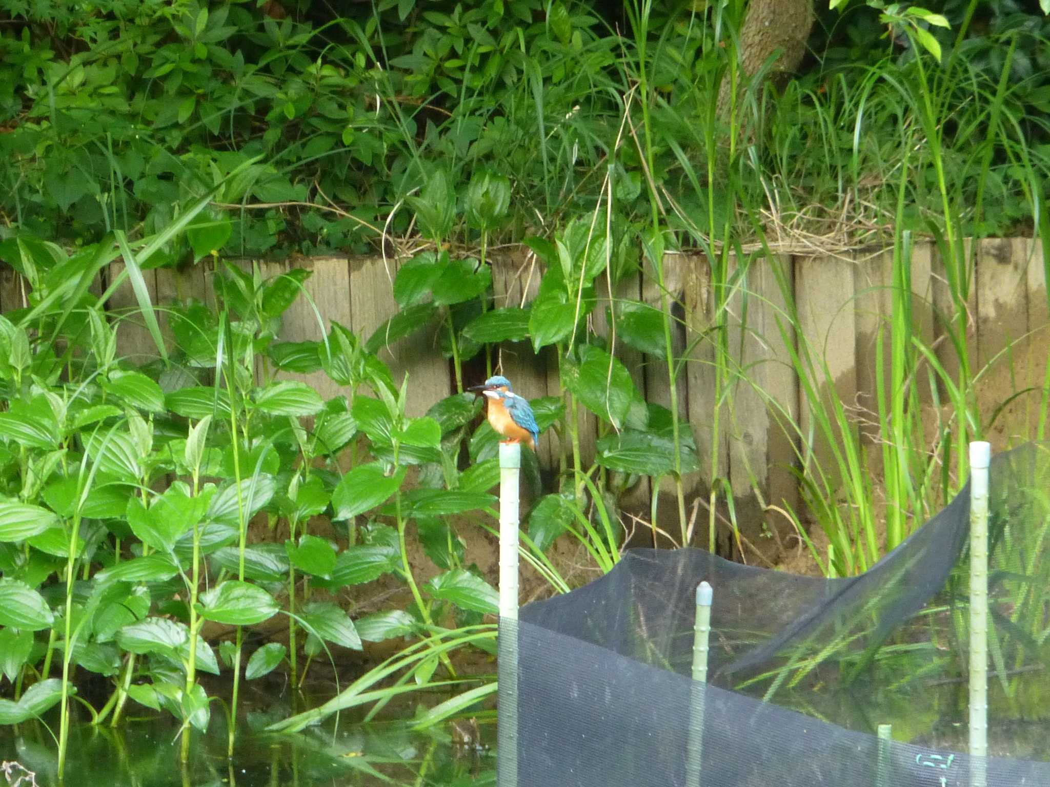 Common Kingfisher