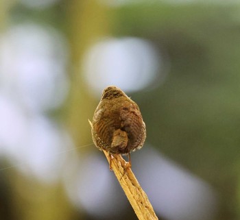 Eurasian Wren 福岡県内 Wed, 5/15/2024