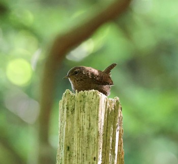 Eurasian Wren 福岡県内 Wed, 5/15/2024