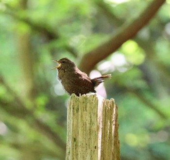 Eurasian Wren 福岡県内 Wed, 5/15/2024