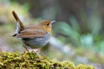 Japanese Robin 大蔵高丸 Thu, 5/2/2024