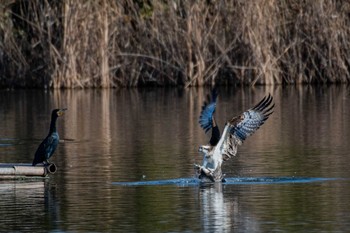 ミサゴ 山口県立きらら浜自然観察公園 2019年1月3日(木)