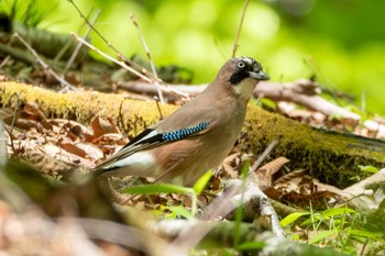 Tue, 5/14/2024 Birding report at 矢板市