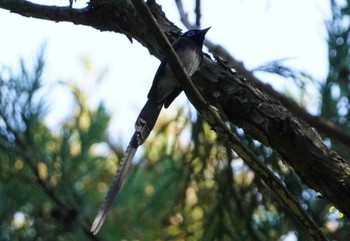 Black Paradise Flycatcher 八王子城跡 Fri, 5/3/2024