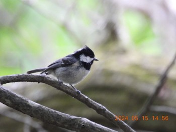 Coal Tit 菅山寺 Wed, 5/15/2024