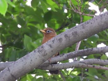 2024年5月15日(水) 荒川河川敷の野鳥観察記録