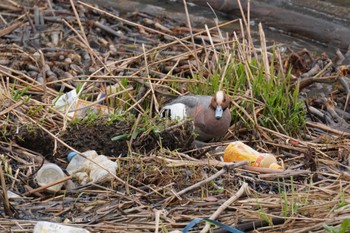 Eurasian Wigeon 石狩 茨戸川 Sun, 4/21/2024