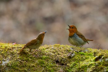 Japanese Robin 山梨県 Wed, 5/15/2024