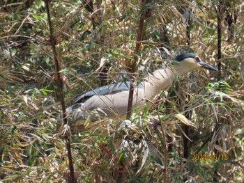 Black-crowned Night Heron 仙台堀川公園(江東区) Wed, 5/15/2024