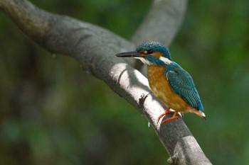 2024年5月11日(土) 天王寺公園(大阪市)の野鳥観察記録