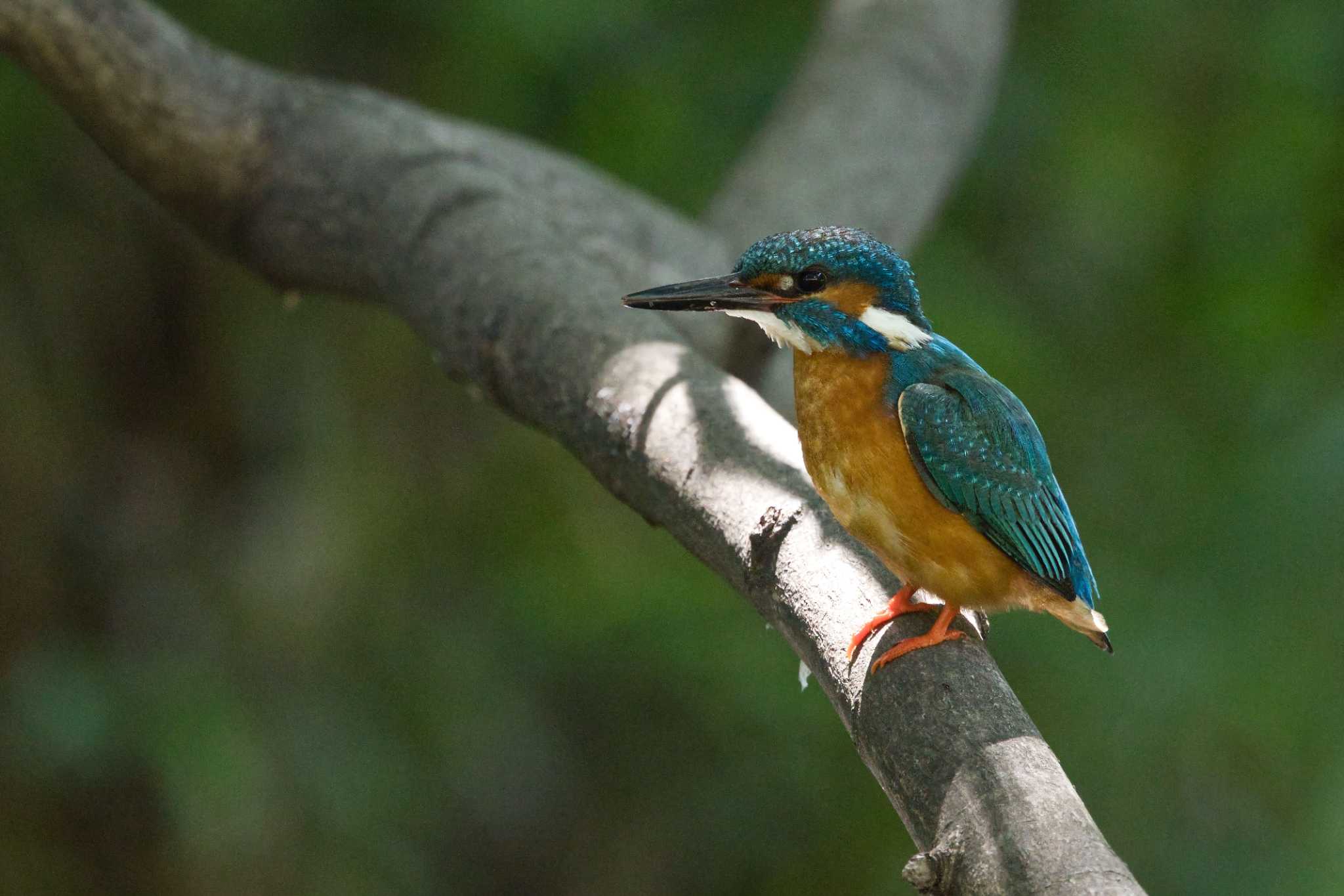 Photo of Common Kingfisher at 天王寺公園(大阪市) by アカウント15049