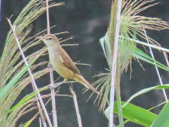 Oriental Reed Warbler 目久尻川 Sun, 9/10/2023