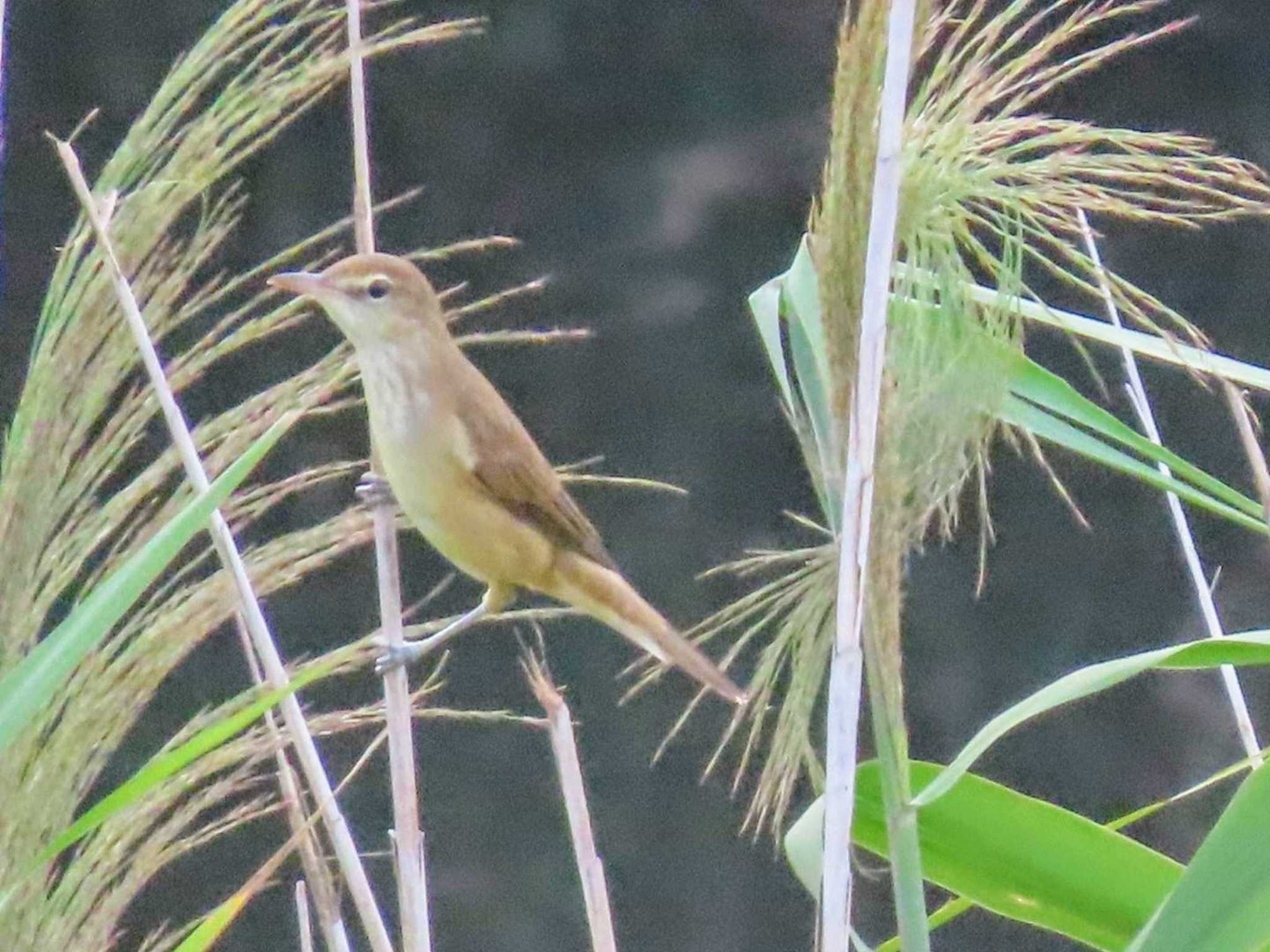 Photo of Oriental Reed Warbler at 目久尻川 by すず