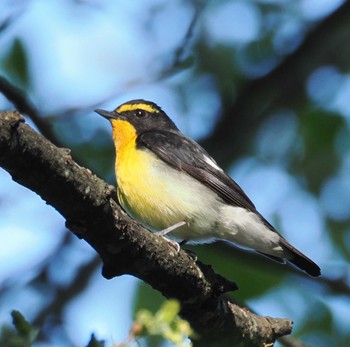 Narcissus Flycatcher Karuizawa wild bird forest Sat, 5/11/2024