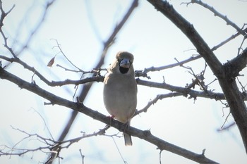 シメ 大麻生野鳥の森公園 2018年12月19日(水)