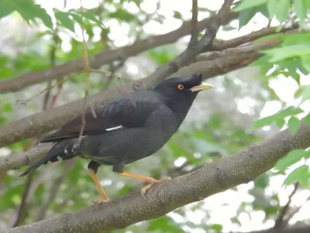 2024年5月15日(水) 淀川河川公園の野鳥観察記録