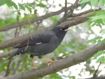 Crested Myna 淀川河川公園 Wed, 5/15/2024