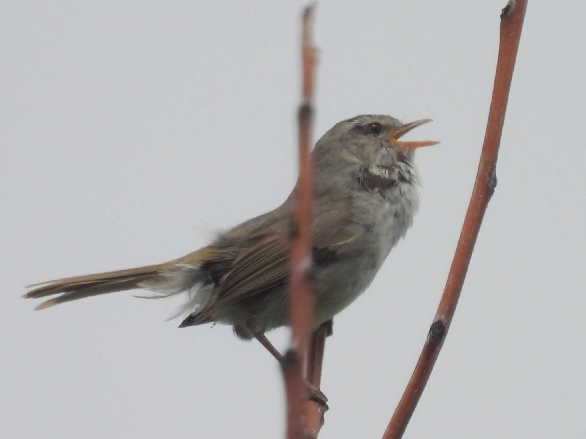 Japanese Bush Warbler