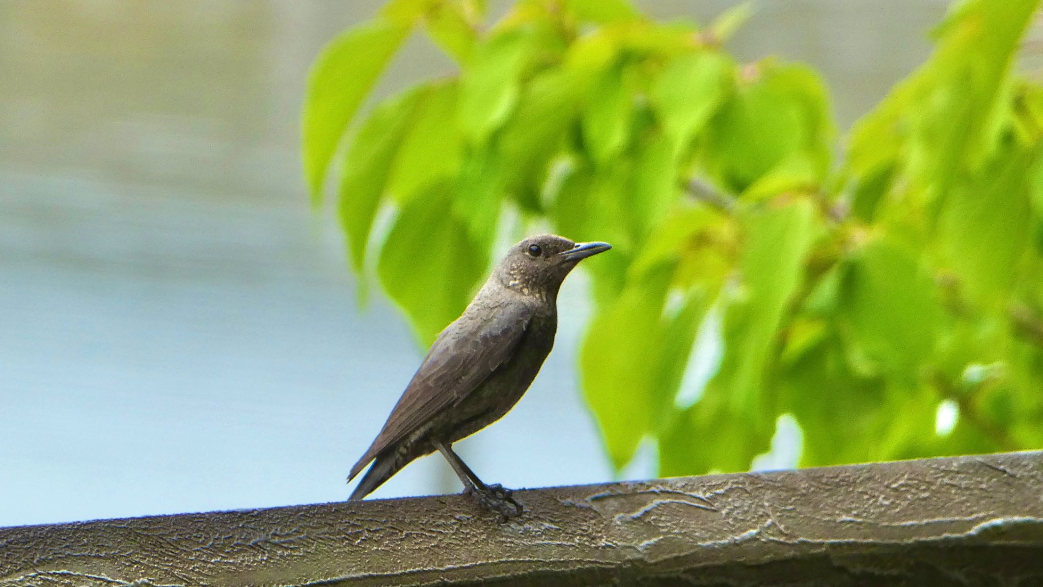 Blue Rock Thrush