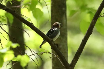 Chestnut-cheeked Starling Mt. Yatsugatake(neaby Pension Albion) Wed, 5/15/2024