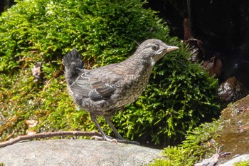 2024年5月15日(水) 尚仁沢湧水の野鳥観察記録