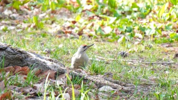 Grey-headed Woodpecker Miharashi Park(Hakodate) Sun, 4/28/2024