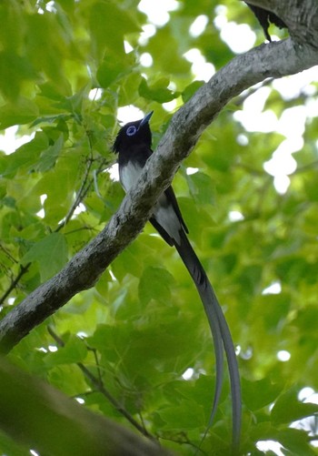 サンコウチョウ 大阪城公園 2024年5月11日(土)