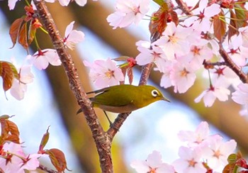 Sat, 4/27/2024 Birding report at Miharashi Park(Hakodate)