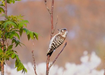 Japanese Pygmy Woodpecker(seebohmi) Miharashi Park(Hakodate) Sat, 4/27/2024