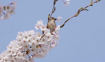 Russet Sparrow Miharashi Park(Hakodate) Sat, 4/27/2024