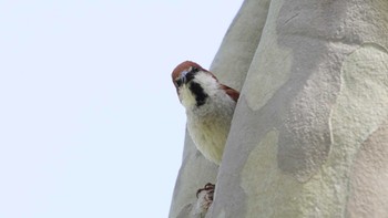 ニュウナイスズメ 北海道 函館市 見晴公園 2024年4月27日(土)