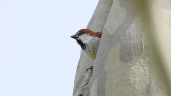 Russet Sparrow Miharashi Park(Hakodate) Sat, 4/27/2024