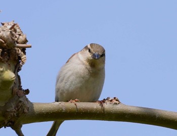 Russet Sparrow Miharashi Park(Hakodate) Sat, 4/27/2024