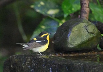 Narcissus Flycatcher Kyoto Gyoen Fri, 5/3/2024