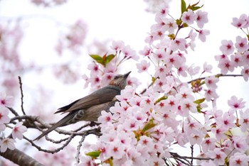 2024年4月29日(月) 北海道 函館市 見晴公園の野鳥観察記録