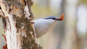 Eurasian Nuthatch(asiatica) Miharashi Park(Hakodate) Sun, 4/28/2024