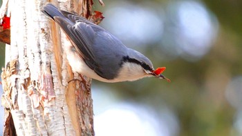 シロハラゴジュウカラ 北海道 函館市 見晴公園 2024年4月28日(日)