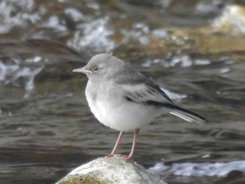 2024年5月15日(水) 鴨川の野鳥観察記録