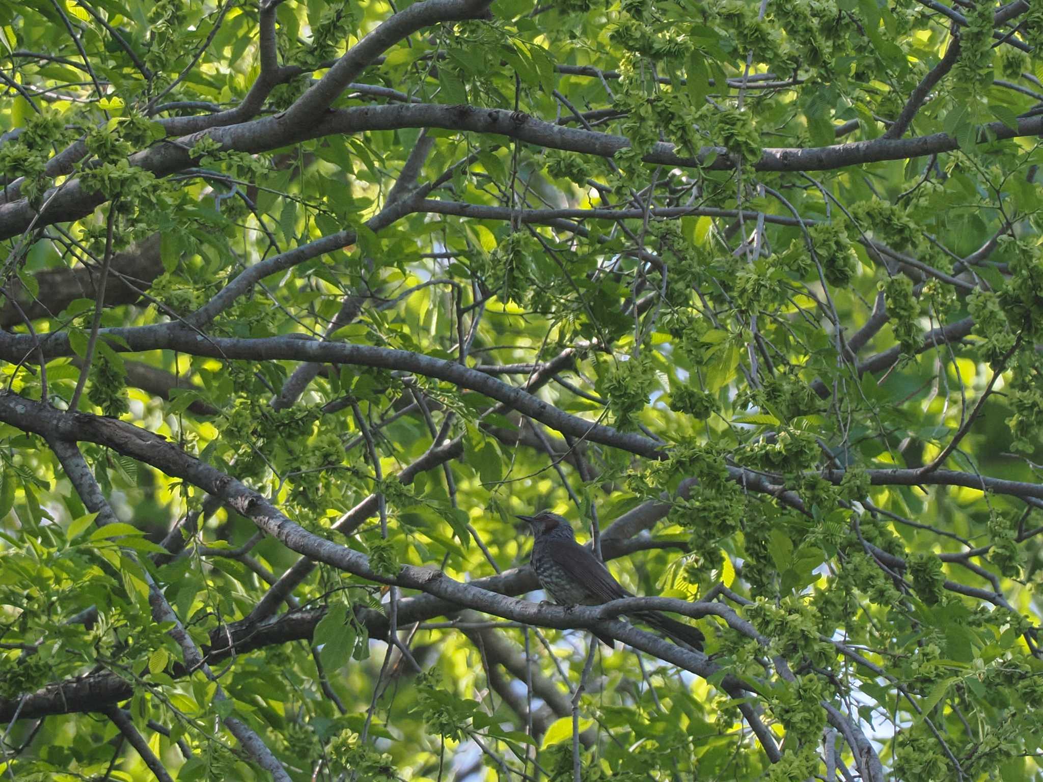 Brown-eared Bulbul