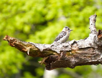 Japanese Pygmy Woodpecker(seebohmi) 函館市 市民の森 Mon, 4/29/2024