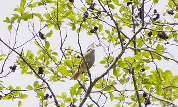 Japanese Bush Warbler 函館市 市民の森 Mon, 4/29/2024