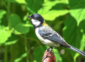 シジュウカラ 薬師池公園 2024年5月14日(火)