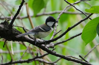 Japanese Tit 名城公園 Wed, 5/15/2024