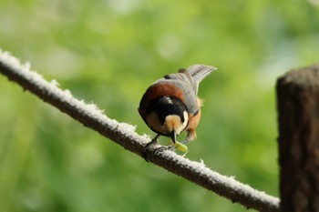 Varied Tit 大町自然観察園 Wed, 5/15/2024