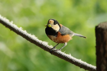 Varied Tit 大町自然観察園 Wed, 5/15/2024