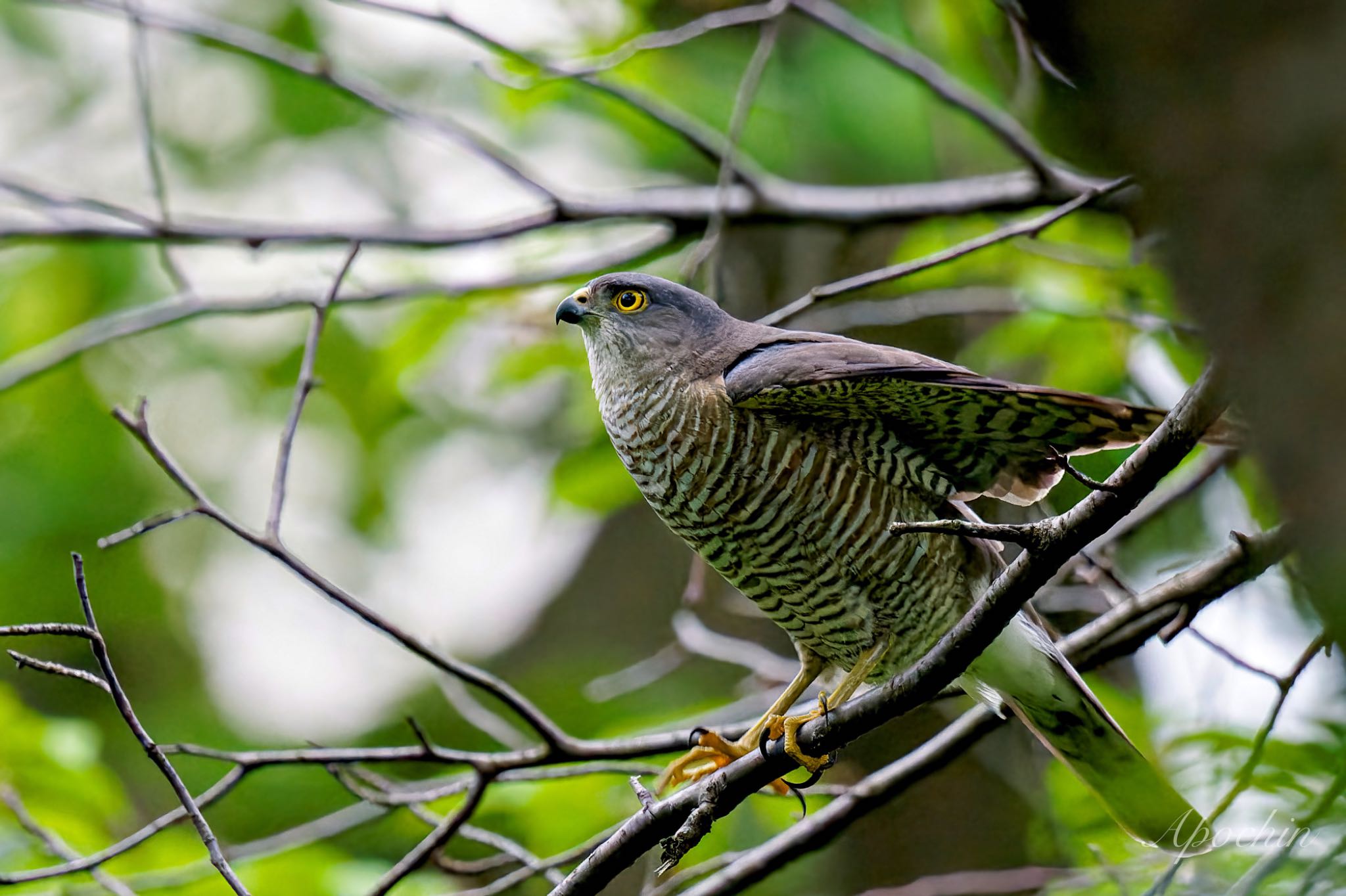 Japanese Sparrowhawk