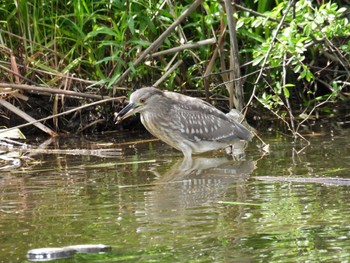 Black-crowned Night Heron 打上川治水緑地 Thu, 5/2/2024